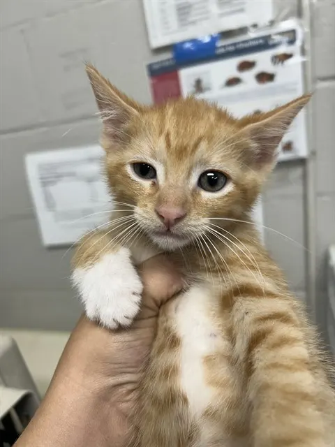 Adoptable Cat