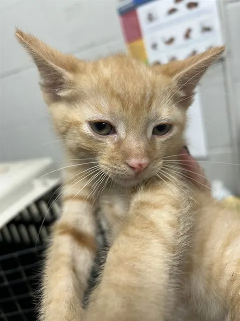 Adoptable Cat