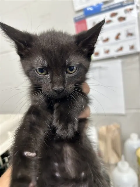 Adoptable Cat