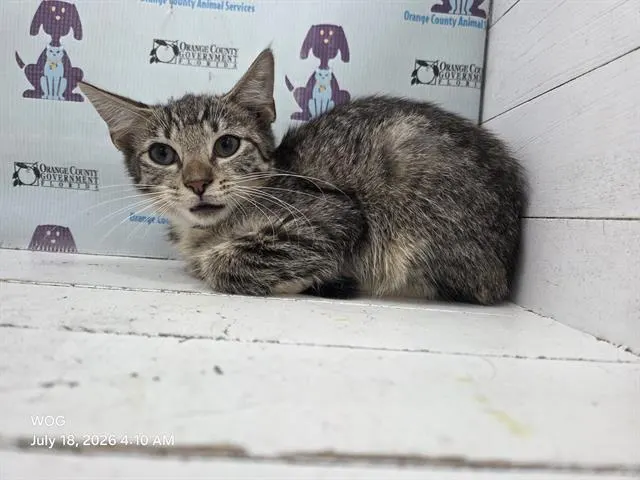 Adoptable Cat