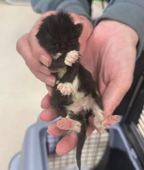 Minnie
