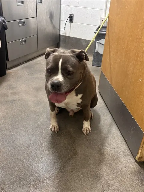 Leo