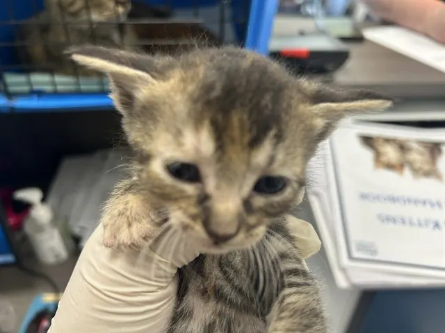 Adoptable Cat