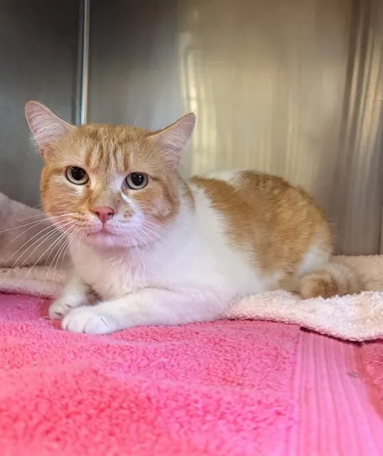 Adoptable Cat