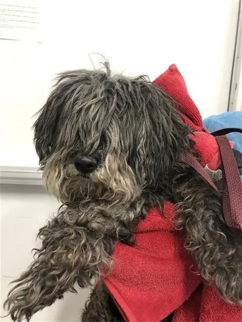 Adoptable Dog