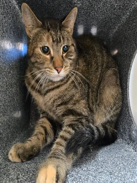 Adoptable Cat