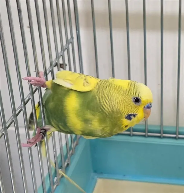 Adoptable Bird