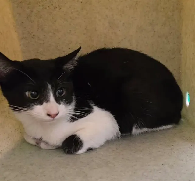 Adoptable Cat