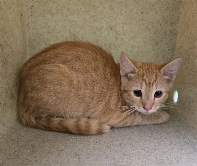 Adoptable Cat