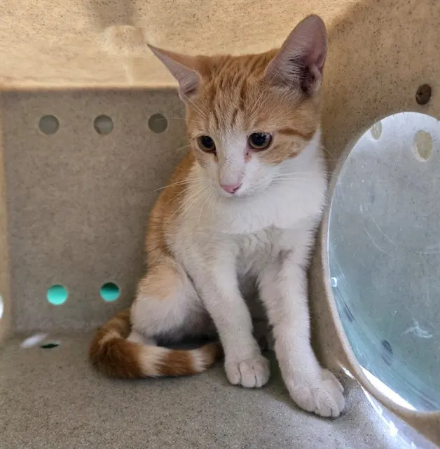 Adoptable Cat