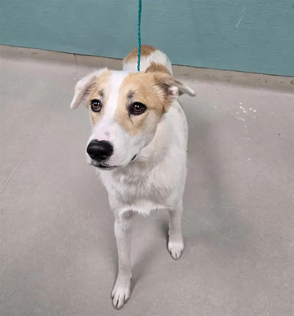 Adoptable Dog