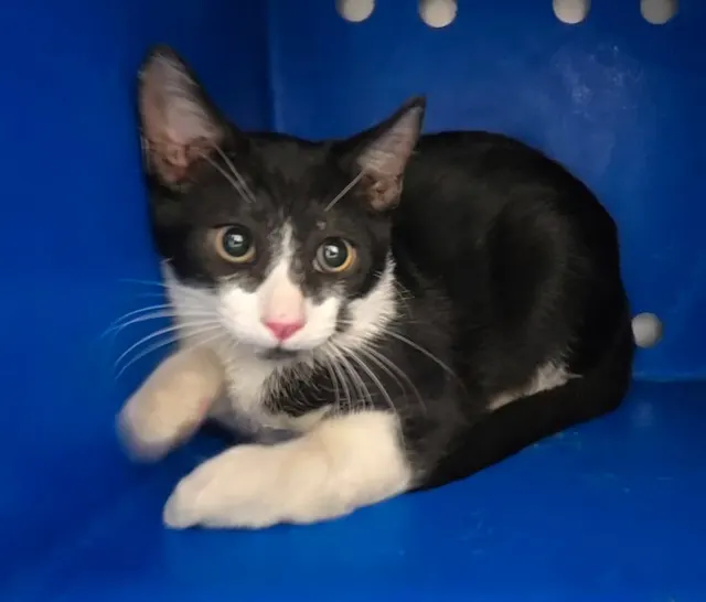 Adoptable Cat