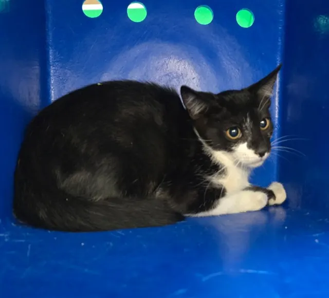 Adoptable Cat