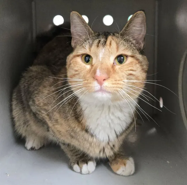 Adoptable Cat