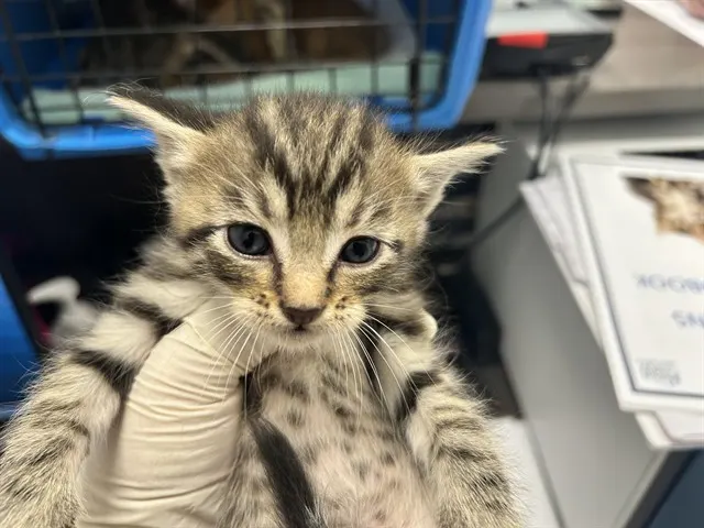 Adoptable Cat