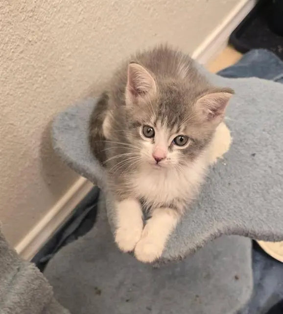 Adoptable Cat