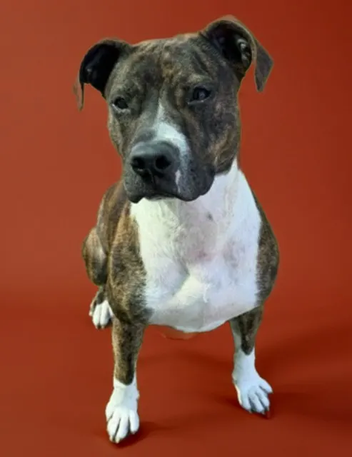 Pepper