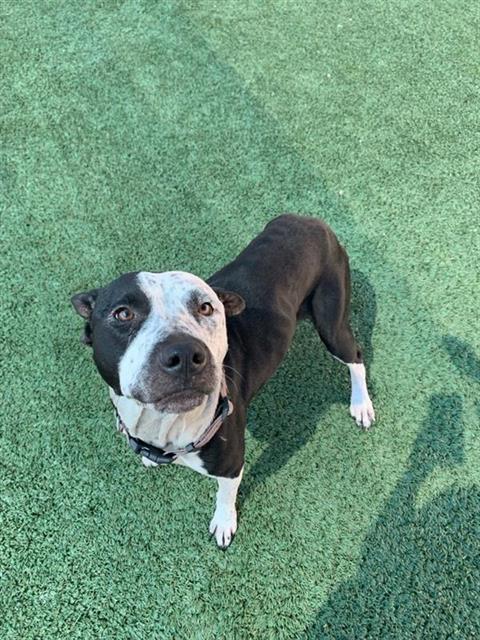 Adoptable Dog