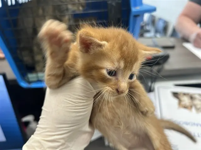 Adoptable Cat