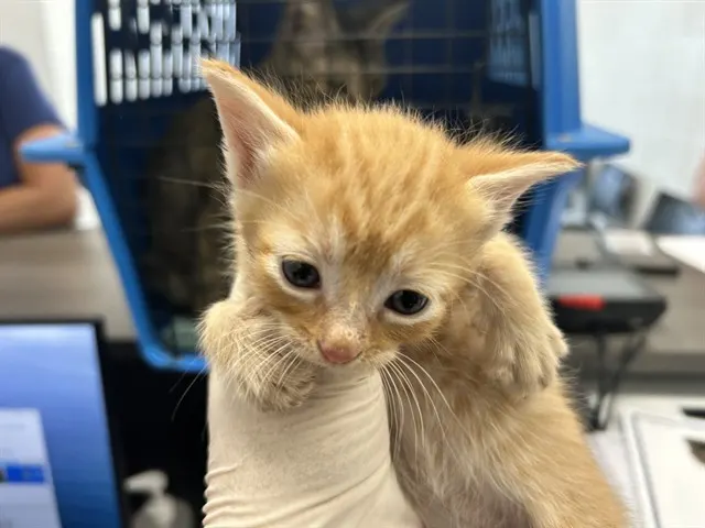 Adoptable Cat