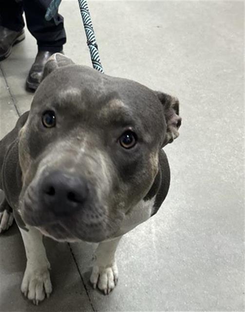 Adoptable Dog
