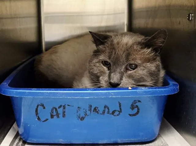 Adoptable Cat