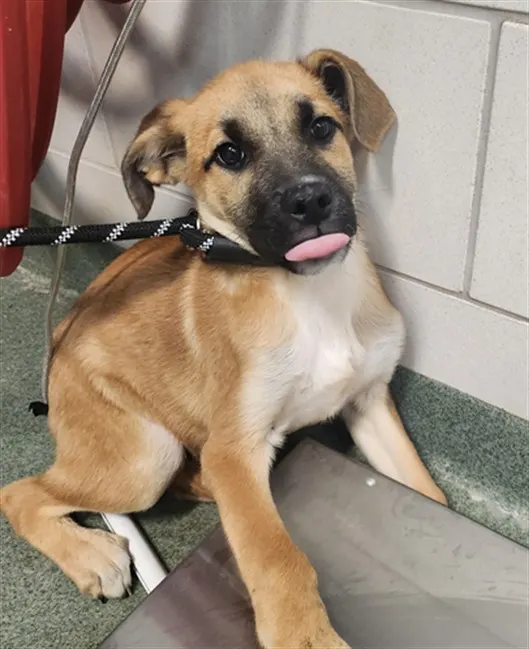 Adoptable Dog