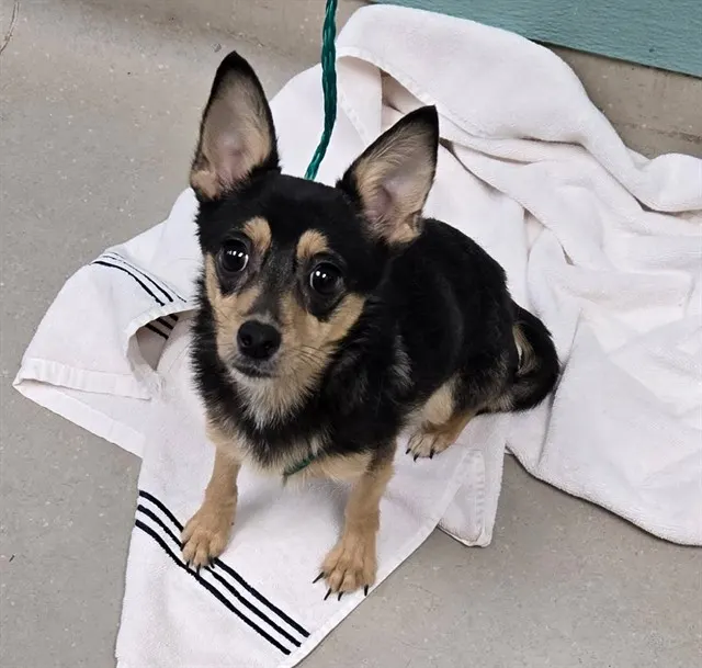 Adoptable Dog