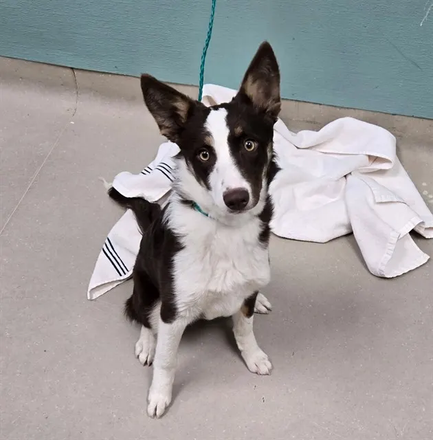 Adoptable Dog