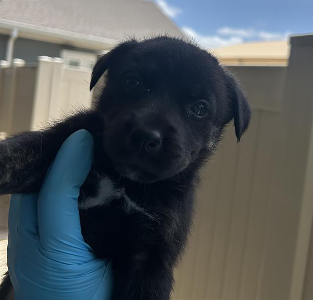 Pup#1