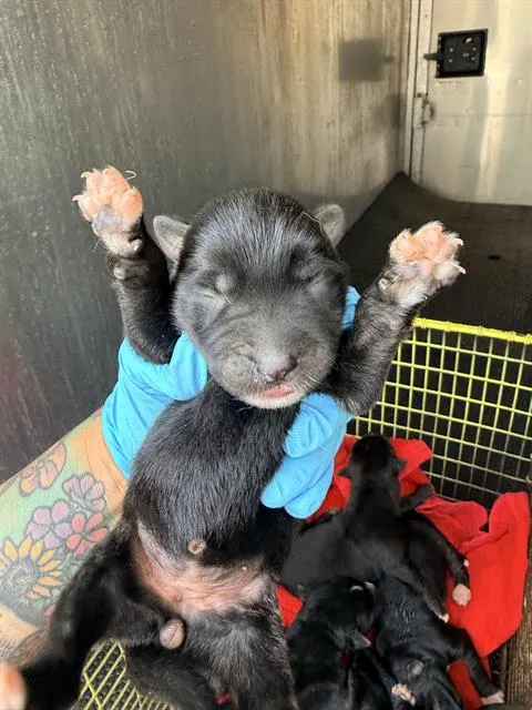 Pup#2