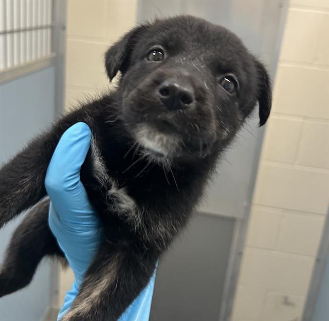 Pup#3