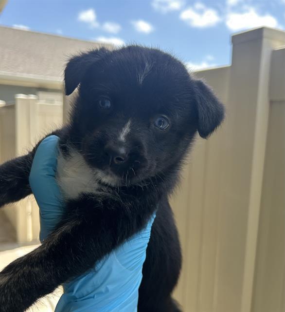 Pup#4