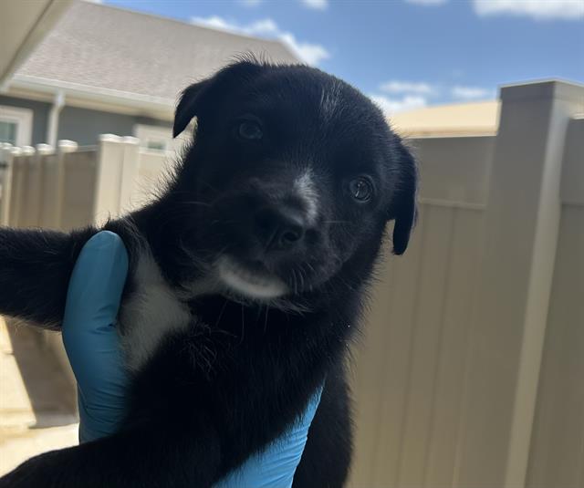 Pup#5
