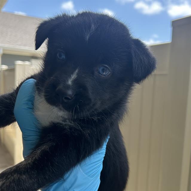 Pup#6