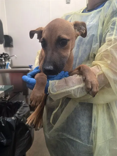Adoptable Dog