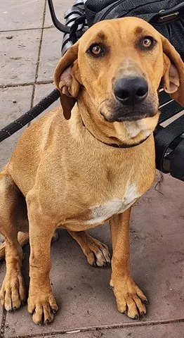 Emilio