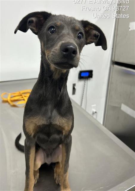 Adoptable Dog