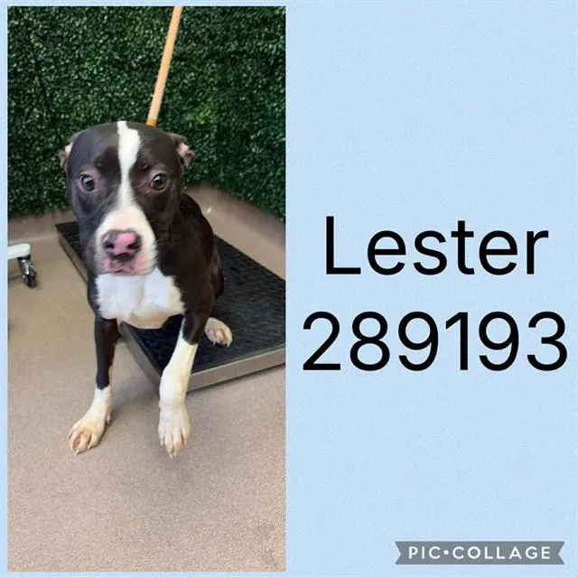 Lester