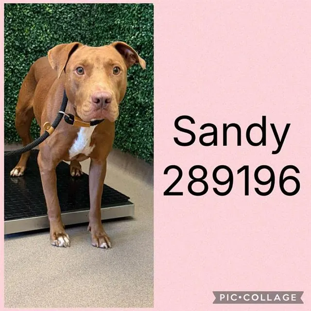 Sandy