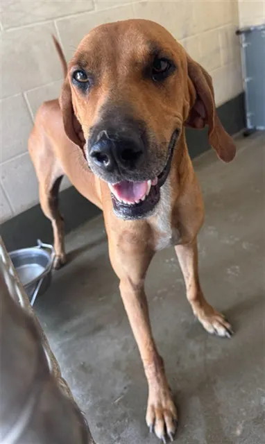 Adoptable Dog