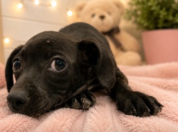 Adoptable Dog