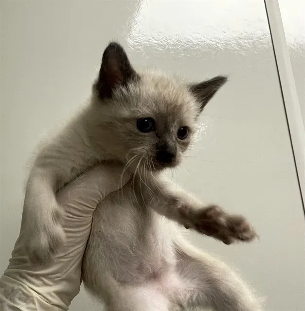 Simba