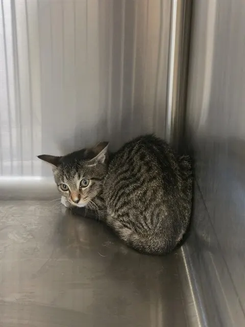 Adoptable Cat