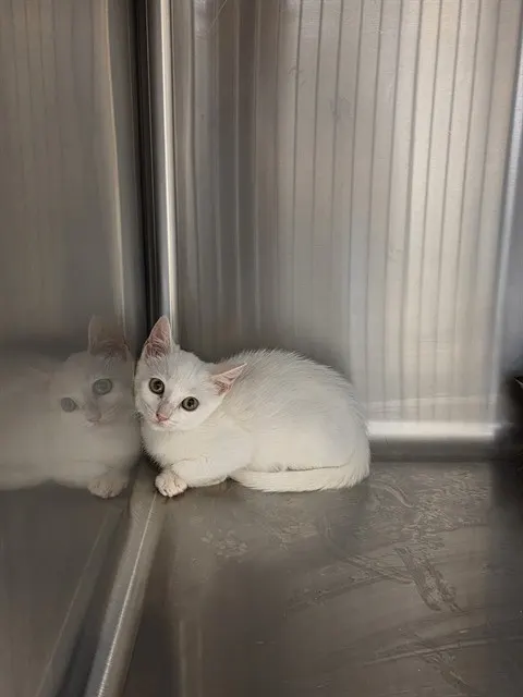 Adoptable Cat