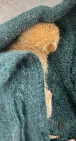 Julius