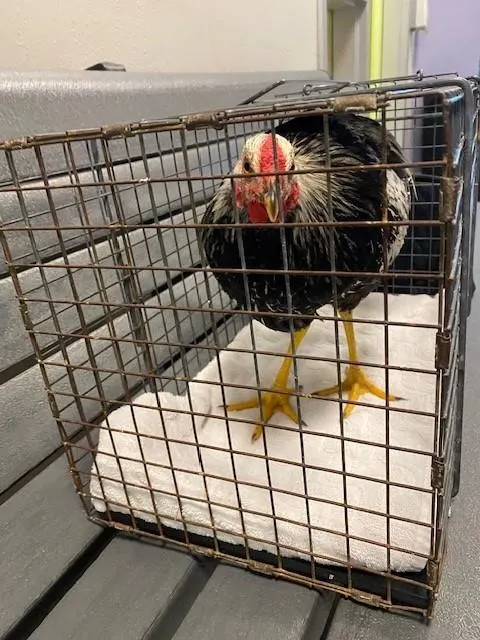 Adoptable Bird