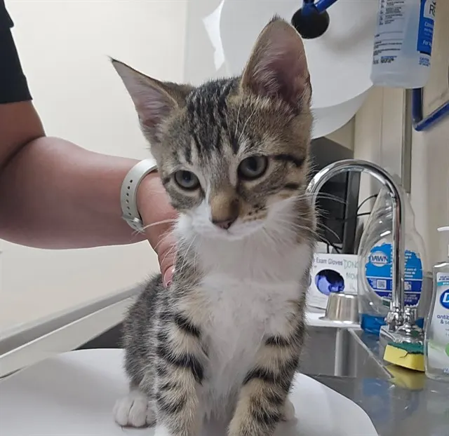 Adoptable Cat