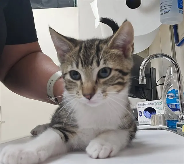 Adoptable Cat