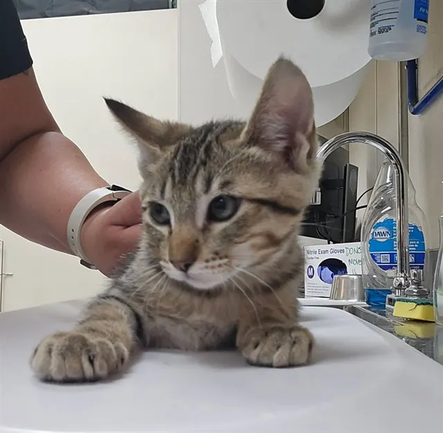 Adoptable Cat